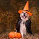 魔女に仮装したわんちゃん