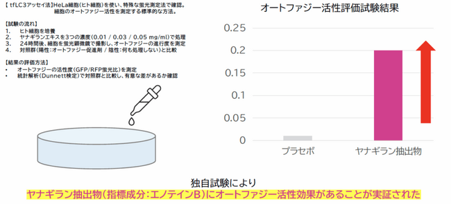 北の森のハーブ「ヤナギラン」のオートファジー活性機能についての最新研究論文が学術誌『薬学雑誌(Yakugaku Zasshi)』に採択ー細胞単位での若返り効果に期待