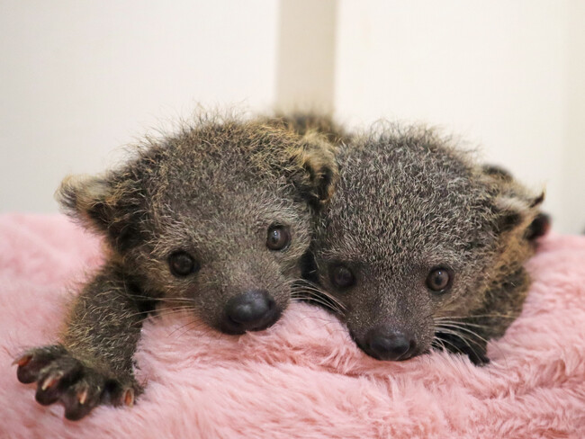 屋内型ふれあい動物園「アニタッチ MARK IS 静岡」で2025年8月24日（日）にビントロングの赤ちゃんが2頭誕生！