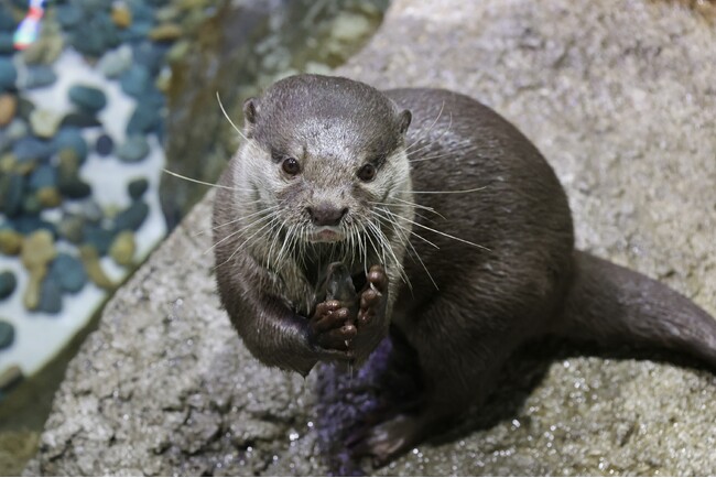 【マクセル アクアパーク品川】食欲の秋にちなみ、カワウソの“食”にフォーカスした特別解説をお届け！『ワイルドライブビューイング～獺の祭り～』【２０２５年１０月１０日（金）～１１月９日（日）】