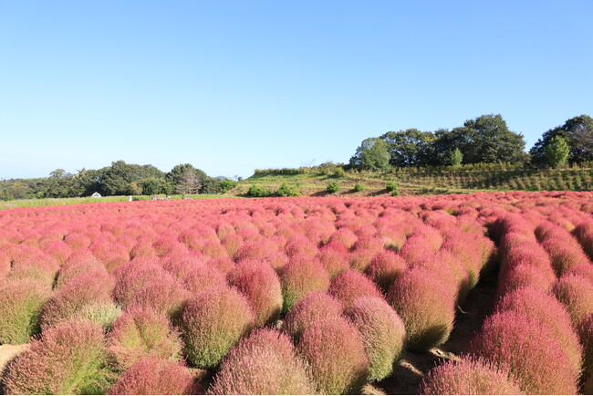 【広島／世羅】コキアの紅葉が始まりました　コキアとコスモスの丘《Flower village 花夢の里》