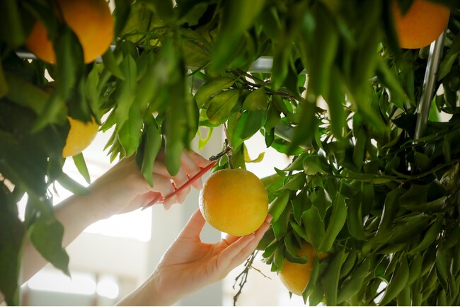 【南紀白浜マリオットホテル】ホテルにみかん畑がやってくる、有田みかん狩りの収穫体験イベント「秋の収穫祭　ホテルでみかん狩り」を開催