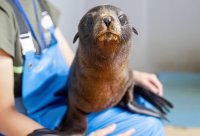 【京都水族館】ミナミアメリカオットセイの赤ちゃん「ちのわ」と命名