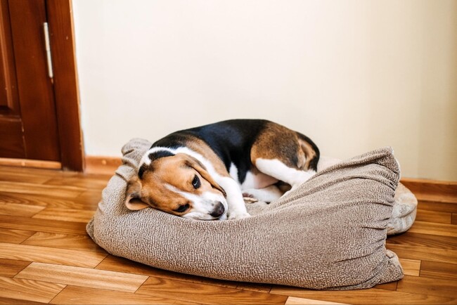 犬がしゃっくりする原因とは?しゃっくりをするタイミングや対処法を飼い主にアンケート調査!