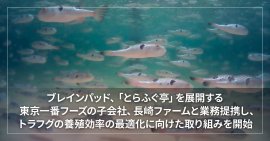 ブレインパッド、「とらふぐ亭」を展開する東京一番フーズの子会社、 長崎ファームと業務提携し、トラフグの養殖効率の最適化に向けた取り組みを開始