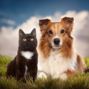 犬と猫