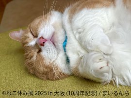 ねこ休み展　展示作品：まいるんち