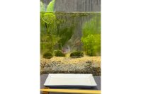 「いただきます水槽」──命を育て、感謝して食べる　都市に生まれた新しい“食育アクアリウム”を12/25発売！