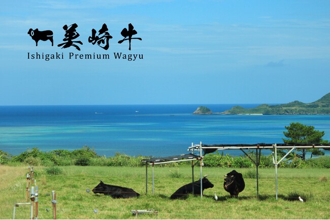 【美崎牛】石垣島から直送。「美崎牛」公式ECサイトがオープン!