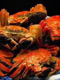 “秋の美食、ここに極まる”麻布十番の本格中華「シーファン」、待望の【上海蟹特別コース】を10月14日より期間限定で提供開始