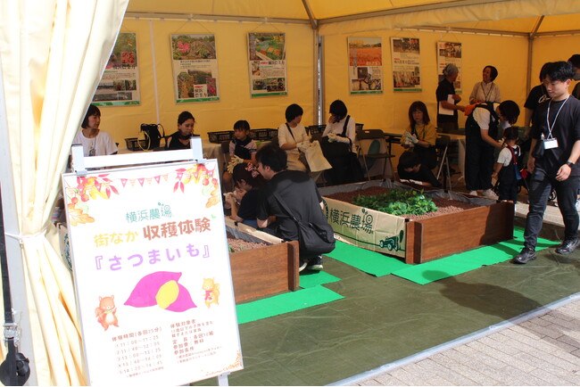 みなとみらいでお芋掘り!横浜おいも万博2025でさつまいもの収穫体験を10/18(土)19(日)で開催!