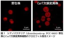 光合成生物の分裂に新たな仕組みを発見－チラコイド膜を形づくるタンパク質が細胞・葉緑体分裂にも関与―