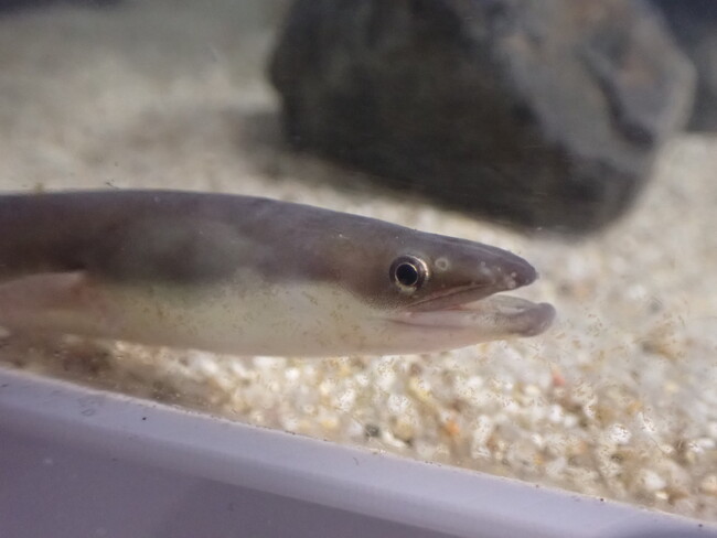 企画展「海で採れたウナギ展」を開催します!【神戸の港の水族館 atoa】