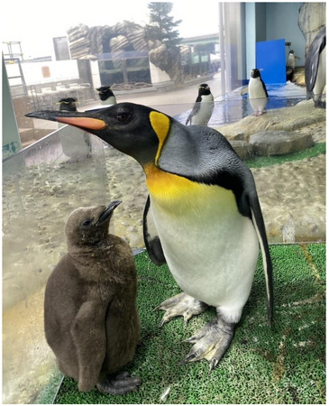 【仙台うみの杜水族館】「オウサマペンギンのヒナ」すくすく成長中!!