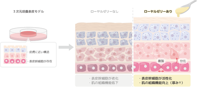 第35回国際化粧品技術者会連盟（IFSCC）大会で発表