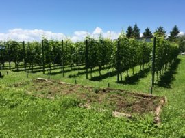 小諸市の自家畑 小諸市の自家畑