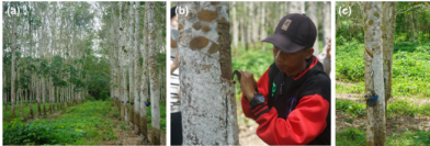 【横浜市立大学】パラゴムノキと近縁種5種のゲノム、プロテオーム、リピドーム解析