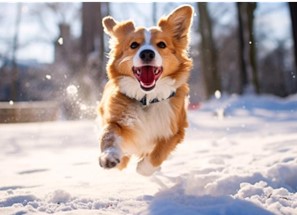 「ペットと一緒に滑走可能」な常設ワンちゃんゲレンデ＆展望デッキが誕生！