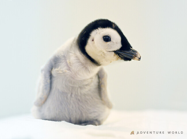 ４年ぶり誕生のエンペラーペンギンの赤ちゃん　親鳥の抱卵中止に伴い、若い未経験ペアに子育てを託す自然育雛へ