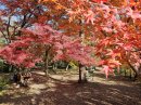 紅葉に包まれる嵐山渓谷 紅葉に包まれる嵐山渓谷