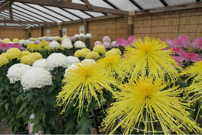 横浜・三溪園 横浜市最大規模の菊花展を開催