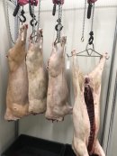 毎日捕獲される鹿