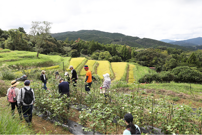 11/8(土)久留女木の棚田×遠州織物プロジェクト HUISの綿花収穫イベントを開催!