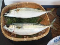 ブランド鯖の先駆け 天然の旨味と養殖の脂が融合した姫路のブランド鯖「ぼうぜ鯖」11月1日解禁！
