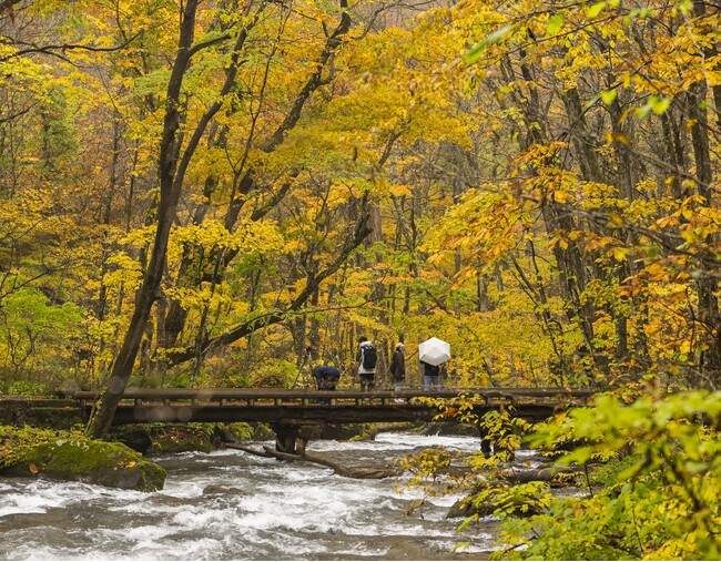 紅葉シーズンの奥入瀬渓流で、マイカー交通規制と連動した多彩なエコツアーや体験コンテンツを展開