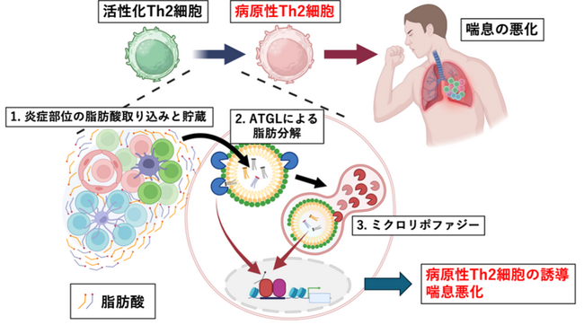 喘息などのアレルギー疾患が悪化するメカニズムを解明～脂肪分解経路を標的とした新たなアレルギー治療薬の開発に向けて