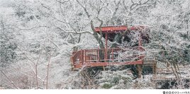 ROKKO森の音ミュージアムSIKIガーデンWinter Season冬に色変わりする木々と森の静寂を堪能する季節の到来2025年12月1日（月）～2026年2月28日（土）