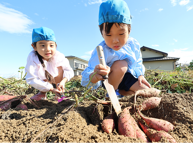 高槻市の園児が秋の味覚サツマイモ掘り体験