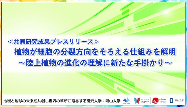 植物が細胞の分裂方向をそろえる仕組みを解明～陸上植物の進化の理解に新たな手掛かり～〔名古屋大学, 岡山大学, 神戸大学〕