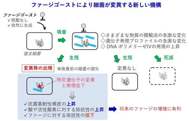 【摂南大学】ウイルスがゴースト使い“生存戦略” 細菌を変異させる新しい仕組みを発見