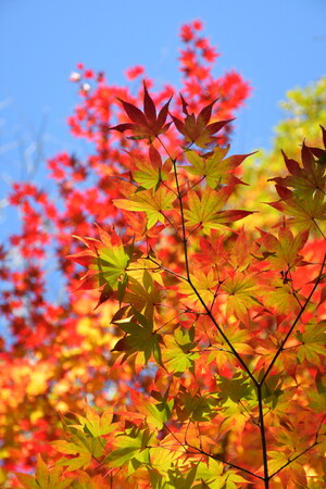 見頃目前「紅葉色づき始め」｜国営アルプスあづみの公園【大町・松川地区】