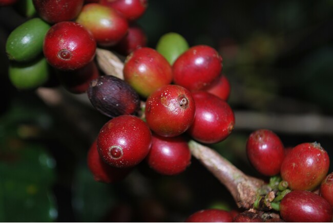 飲みごたえや香味を高めるコーヒーチェリー由来の発酵素材を開発　コーヒー農園の持続性や環境負荷軽減とアルコール関連の社会課題に貢献
