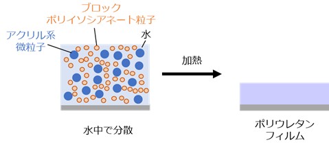 【大阪工業大学】水系ポリウレタンフィルム形成の仕組みを解明　環境にやさしい塗料や接着剤への応用に期待