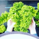 しまなみリーフ