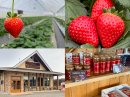日光エリア最大級の観光いちご園「日光ストロベリーパーク」