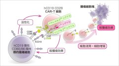 【東京医科大学】第二世代CAR-T細胞の抗腫瘍効果分子メカニズムを解明〜CAR-T細胞の機能的な違いと治療法選択の理解に期待〜