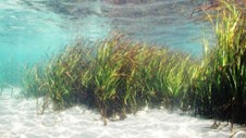 お台場海浜公園　東京港藻場創出活動を始動します