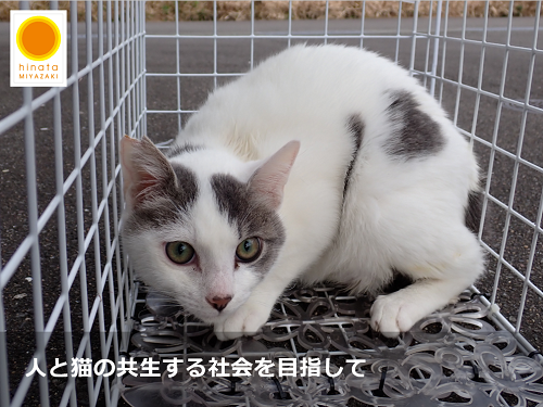 【第２弾】「増やさない」・「命を守る」ひなたの猫応援プロジェクトのガバメントクラウドファンディングを実施します！