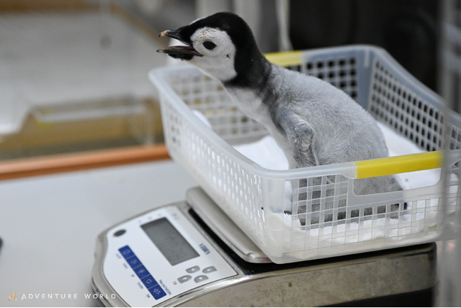 ９月３０日生まれのエンペラーペンギンの赤ちゃん 生まれたときは２９５．９ｇ、生後１か月の体重は？１１月１日（土） 計量記念日に公開体重測定！
