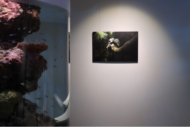 水族館写真家・銀鏡つかさ氏による新作3点を特別展示【神戸の港の水族館 atoa】