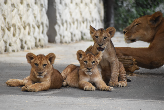 茨城県民限定！秋のサファリを特別料金で楽しむ8日間（県民割）