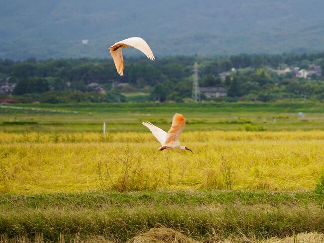 【コープデリ】「佐渡トキ応援お米プロジェクト」2025年度寄付金214万8,456円を佐渡市へ寄付