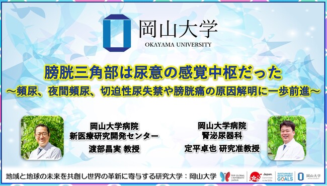 【岡山大学】膀胱三角部は尿意の感覚中枢だった～頻尿、夜間頻尿、切迫性尿失禁や膀胱痛の原因解明に一歩前進～
