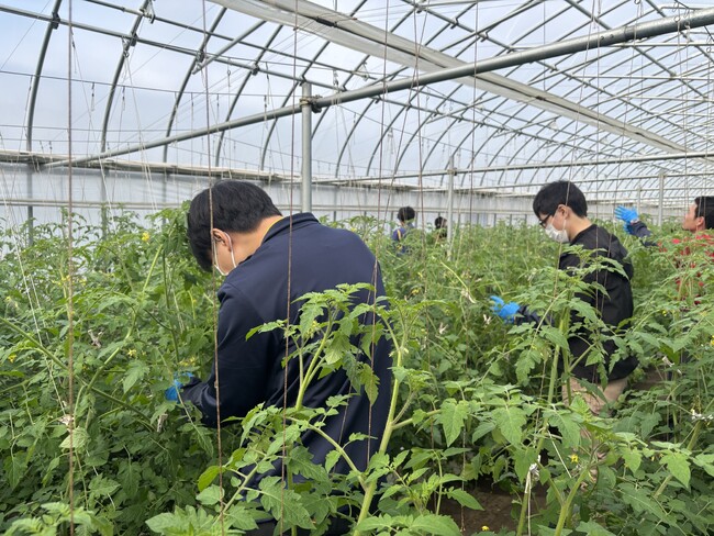 【平和堂】「ミニトマト農業体験＠平和堂ファーム」を開催しました