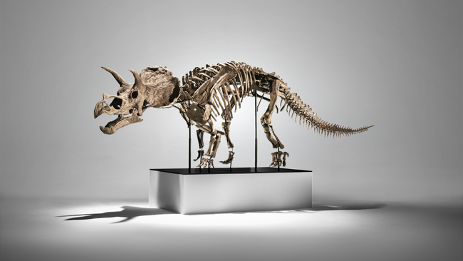 フィリップス・オークション、世界初となる幼体トリケラトプスの化石を出品