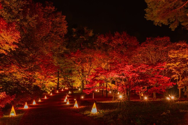 幻想的な紅葉の帳 『紅葉見ナイト』まもなく開催します（国営武蔵丘陵森林公園）